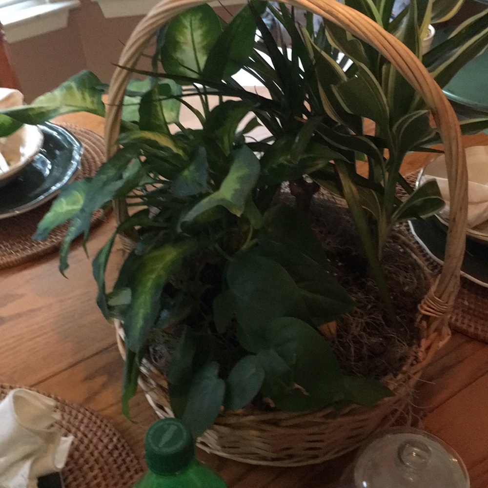 Meet your Posher, Lindy